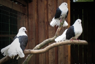 Paabusaba tuvi, foto Estfarm