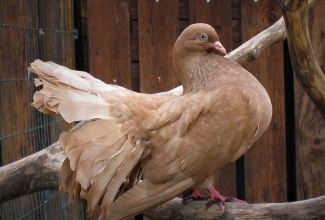 Paabusaba tuvi, foto Estfarm