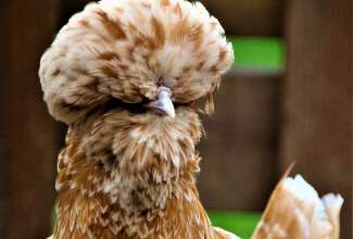 Paduaani kana, foto Estfarm