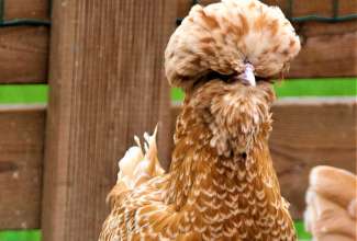 Paduaani kana, foto Estfarm