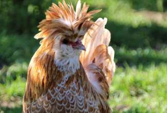 Paduaani kukk, foto Estfarm