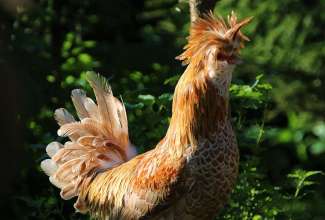 Paduaani kukk, foto Estfarm