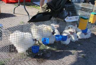 Panevėžyse linnuturg 27.06.2020