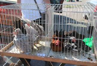 Panevėžyse linnuturg 27.06.2020