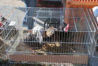 Panevėžyse linnuturg 27.06.2020