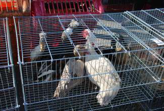 Panevėžyse linnuturg 27.06.2020