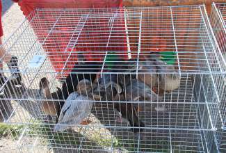 Panevėžyse linnuturg 27.06.2020