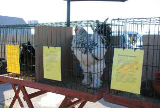 Panevėžyse linnuturg 27.06.2020