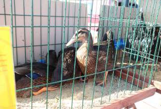 Panevėžyse linnuturg 27.06.2020