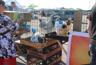 Panevėžyse linnuturg 27.06.2020