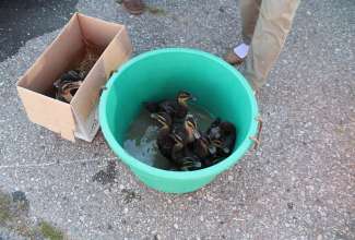 Panevėžyse linnuturg 27.06.2020