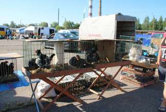 Panevėžyse linnuturg 27.06.2020