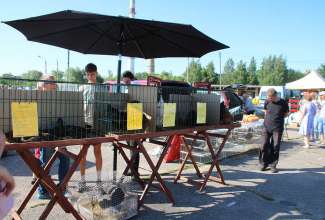 Panevėžyse linnuturg 27.06.2020