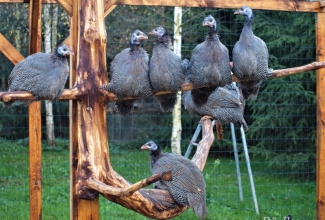 Pärlkana, foto Estfarm