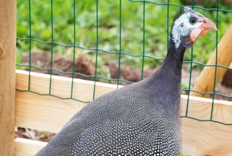 Pärlkana, foto Estfarm