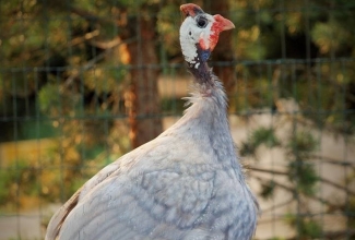 Pärlkana, värvus coral blue, foto Estfarm
