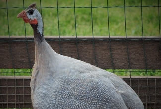 Pärlkana, värvus lavender, foto Estfarm