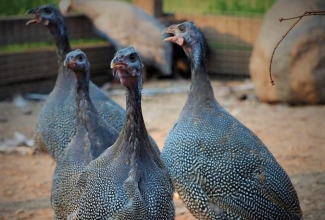 Pärlkana, värvus pearl grey, foto Estfarm