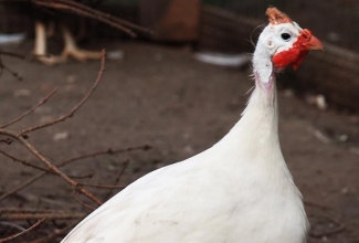 Pärlkana, värvus white, foto Estfarm