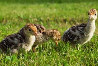 Pronkskalkuni tibud, foto EstFarm
