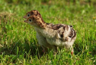 Pronkskalkuni tibud, foto EstFarm