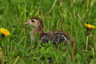 Kodulinnud, Pärlkana tibu  / Guinea fowl, foto EstFarm