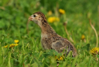 Kodulinnud, Pärlkana tibu  / Guinea fowl, foto EstFarm