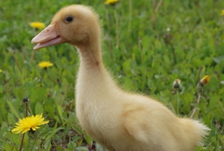 10 päeva vanune pekingi part, foto Estfarm