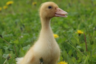 10 päeva vanune pekingi part, foto Estfarm