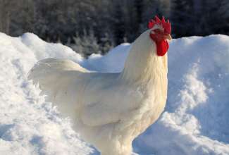 Plimutrok, foto Estfarm