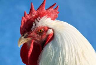 Plimutrok, foto Estfarm