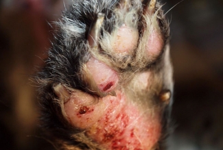 Pododermatiit esikäppadel, foto Estfarm