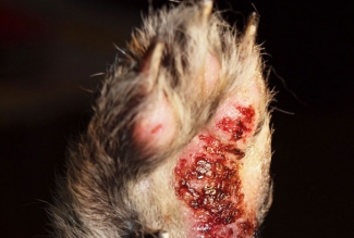 Pododermatiit esikäppadel, foto Estfarm