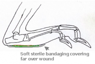 Pododermatiit sidumine