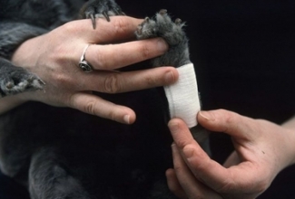 Pododermatiit sidumine