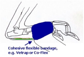 Pododermatiit sidumine