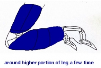 Pododermatiit sidumine