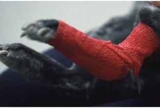 Pododermatiit sidumine