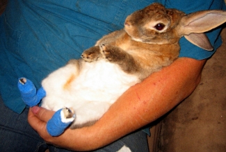 Pododermatiit sidumine