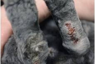 Pododermatiit tagumistel käppadel, foto MediRabbit