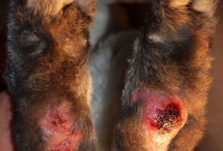 Pododermatiit tagumistel käppadel, foto Estfarm