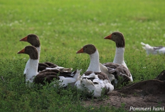 Pommeri hani, foto Estfarm