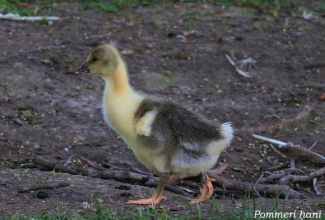 Pommeri hane tibu, foto Estfarm