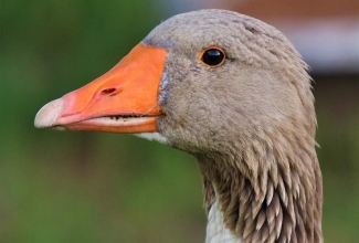 Pommeri hani, foto Estfarm