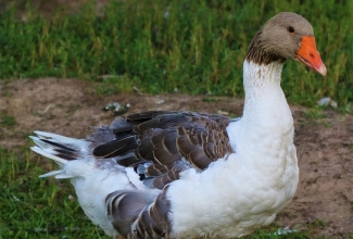 Pommeri hani, foto Estfarm