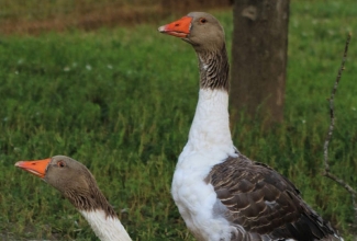 Pommeri hani, foto Estfarm