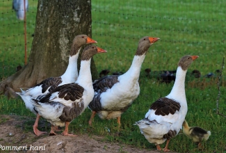 Pommeri hani, foto Estfarm