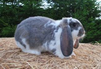 Prantsuse päss, foto Estfarm