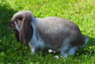 Prantsuse päss, foto Estfarm