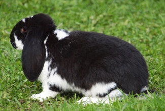 Küülikute müük, tõug Prantsuse päss
